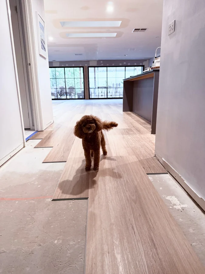 Muffin the cavoodle inspecting new floorboards halfway through being laid