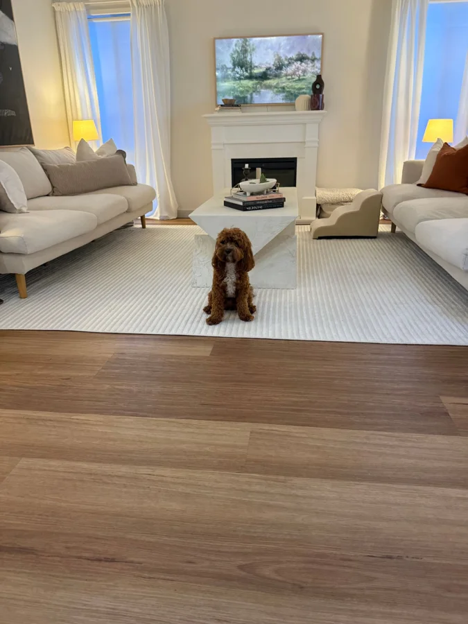 Biscuit the cavoodle sitting on a rug